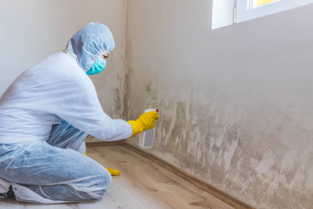 Licensed Basement Mold Remediation service in Hampton, VA - Car Mold Remediation