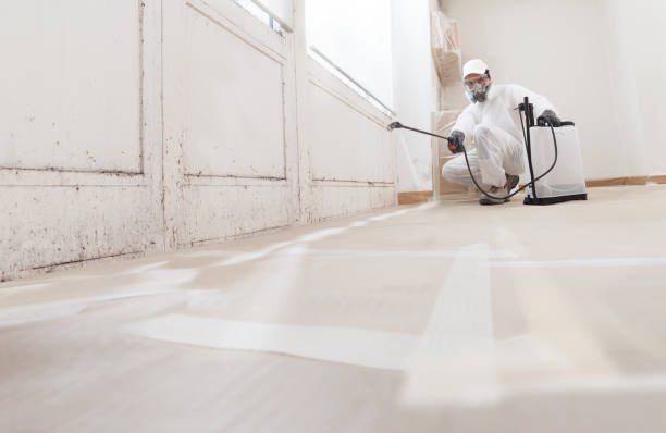 24/7 Emergency Basement Mold Remediation experts in Hampton, VA