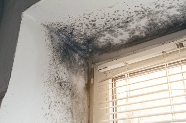 Affordable Basement Mold Remediation solutions in Hampton, VA